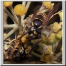 Vespula vulgaris - Gemeine Wespe 07.jpg